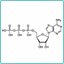 ATP(アデノシン三リン酸)