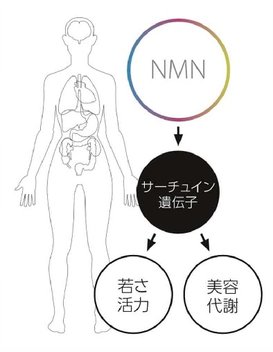 NMNの作用イメージ